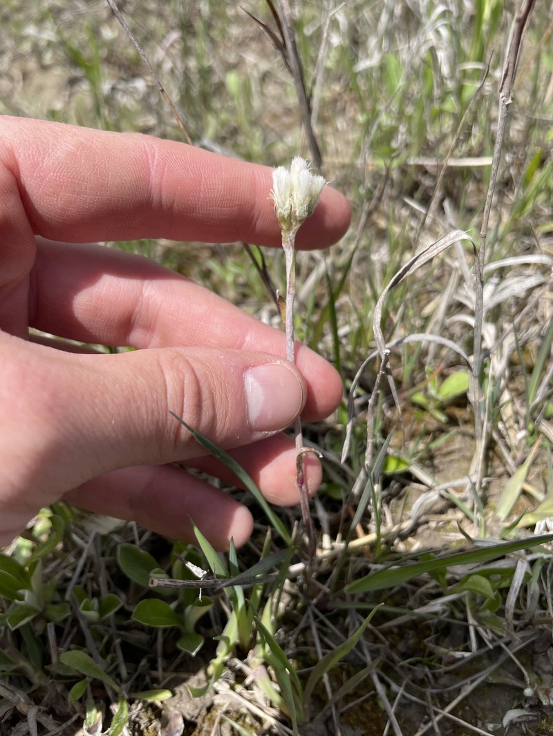 Antennaria howellii subsp. petaloidea photo 6