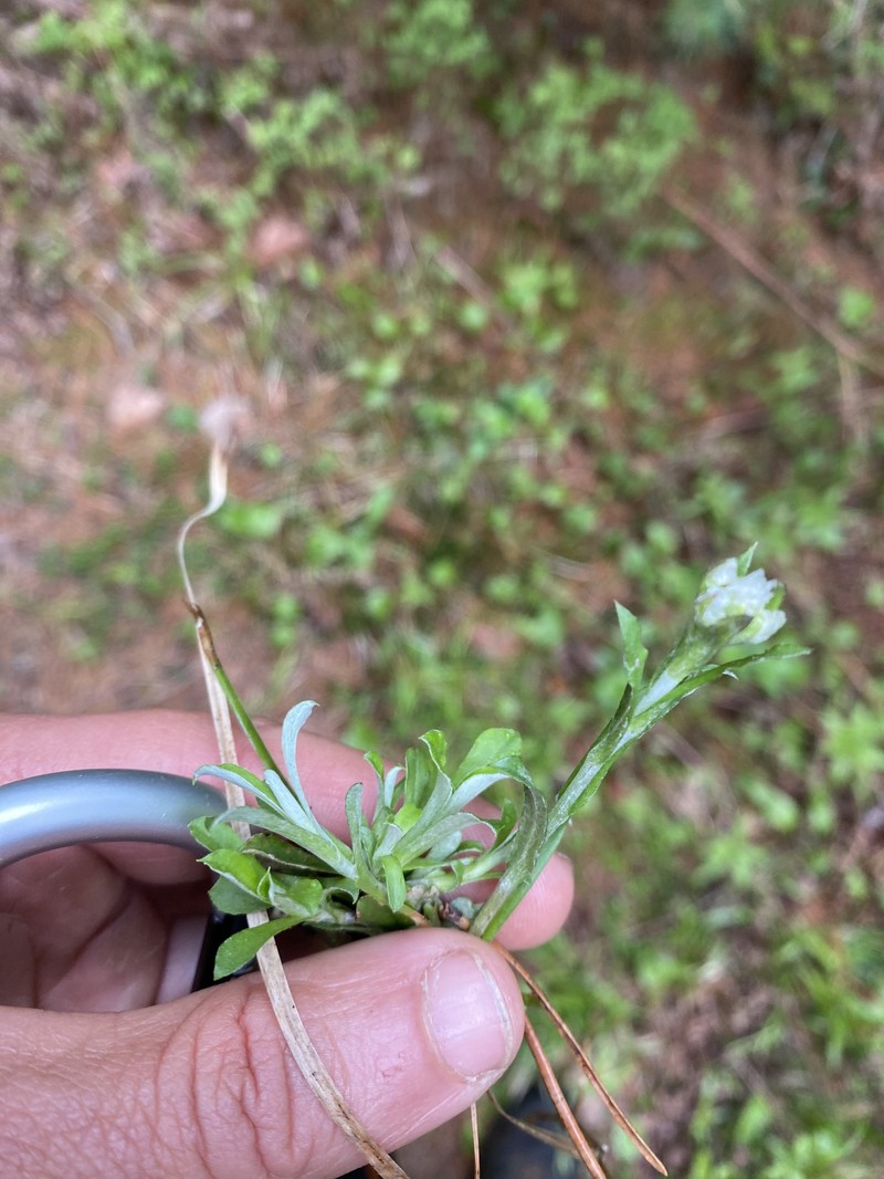 Antennaria howellii subsp. petaloidea photo 7