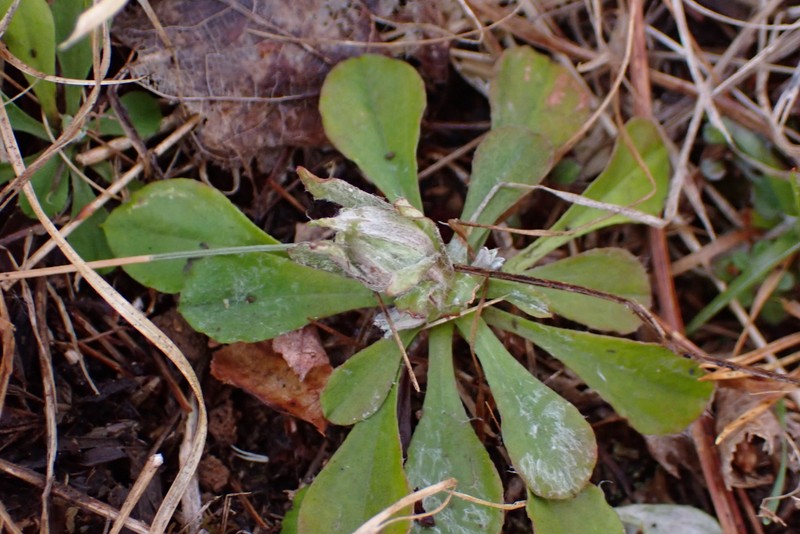 Antennaria howellii subsp. petaloidea photo 8