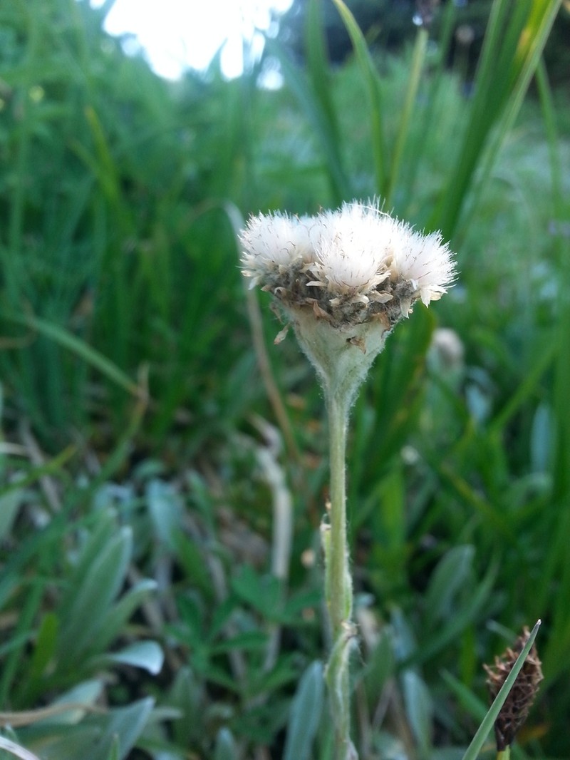 Woolly Pussytoes photo 7