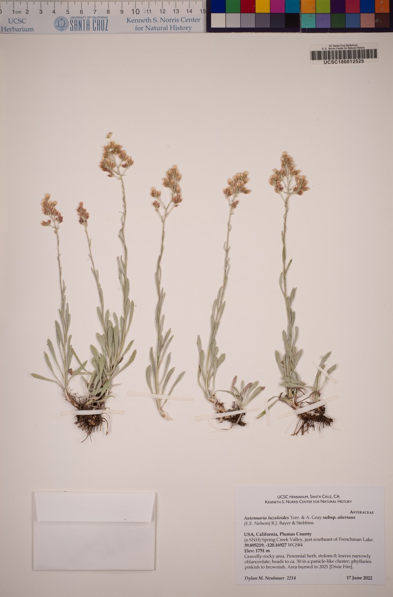 Antennaria luzuloides subsp. aberrans