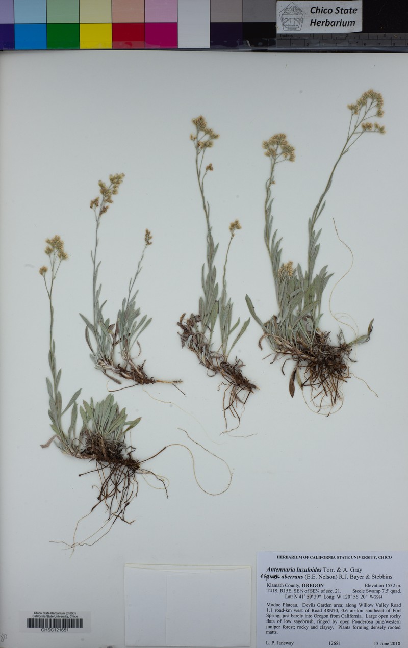 Antennaria luzuloides subsp. aberrans photo 2