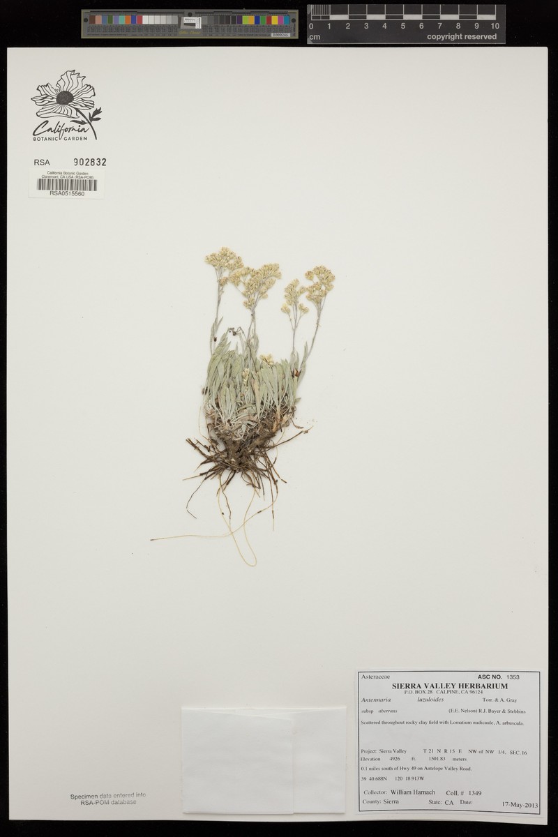 Antennaria luzuloides subsp. aberrans photo 3