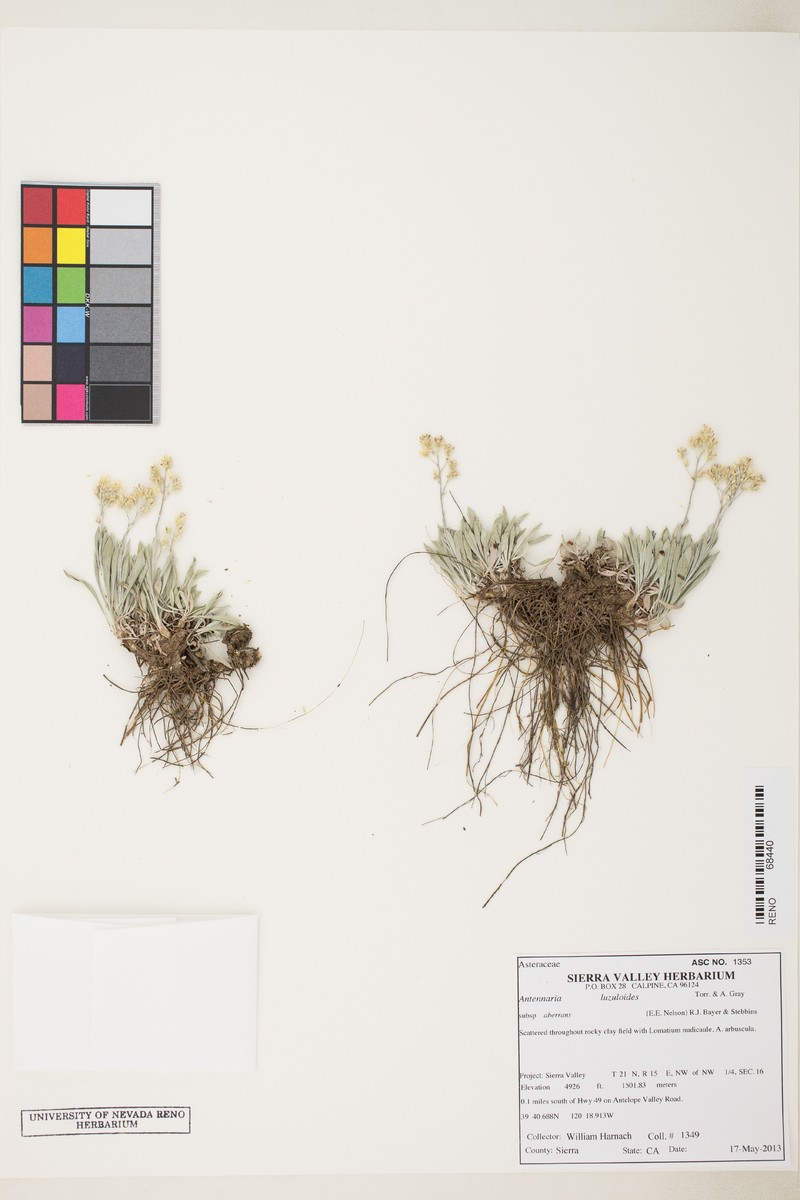 Antennaria luzuloides subsp. aberrans photo 4