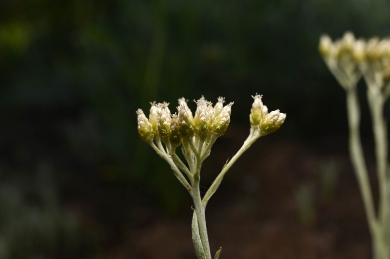 Antennaria luzuloides subsp. luzuloides