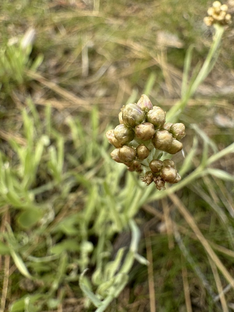 Antennaria luzuloides subsp. luzuloides photo 2