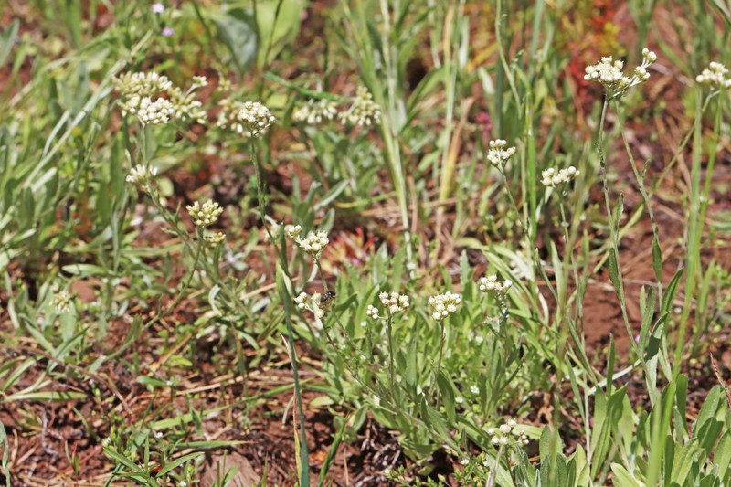 Antennaria luzuloides subsp. luzuloides photo 3