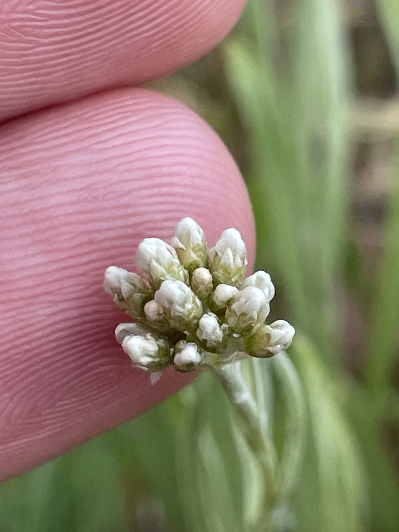 Antennaria luzuloides subsp. luzuloides photo 4