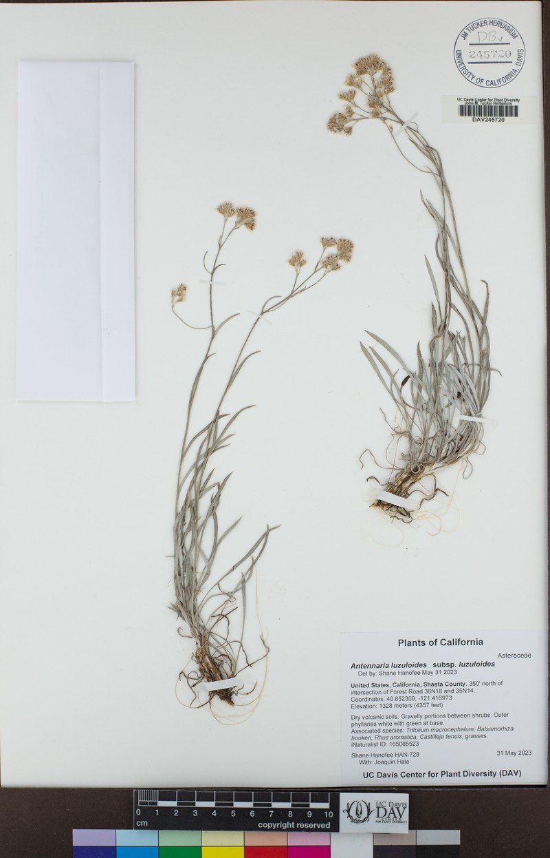 Antennaria luzuloides subsp. luzuloides photo 5