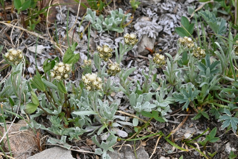 Rocky Mountain Pussytoes photo 5