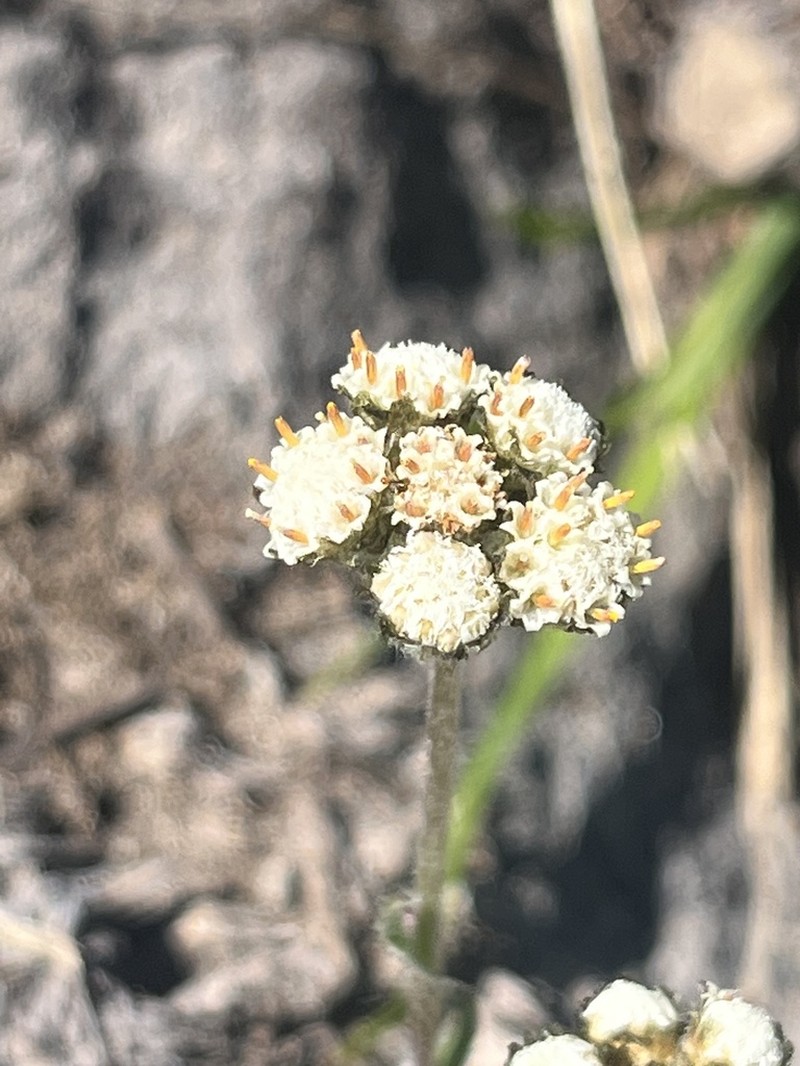 Rocky Mountain Pussytoes photo 6