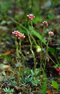Littleleaf Pussytoes
