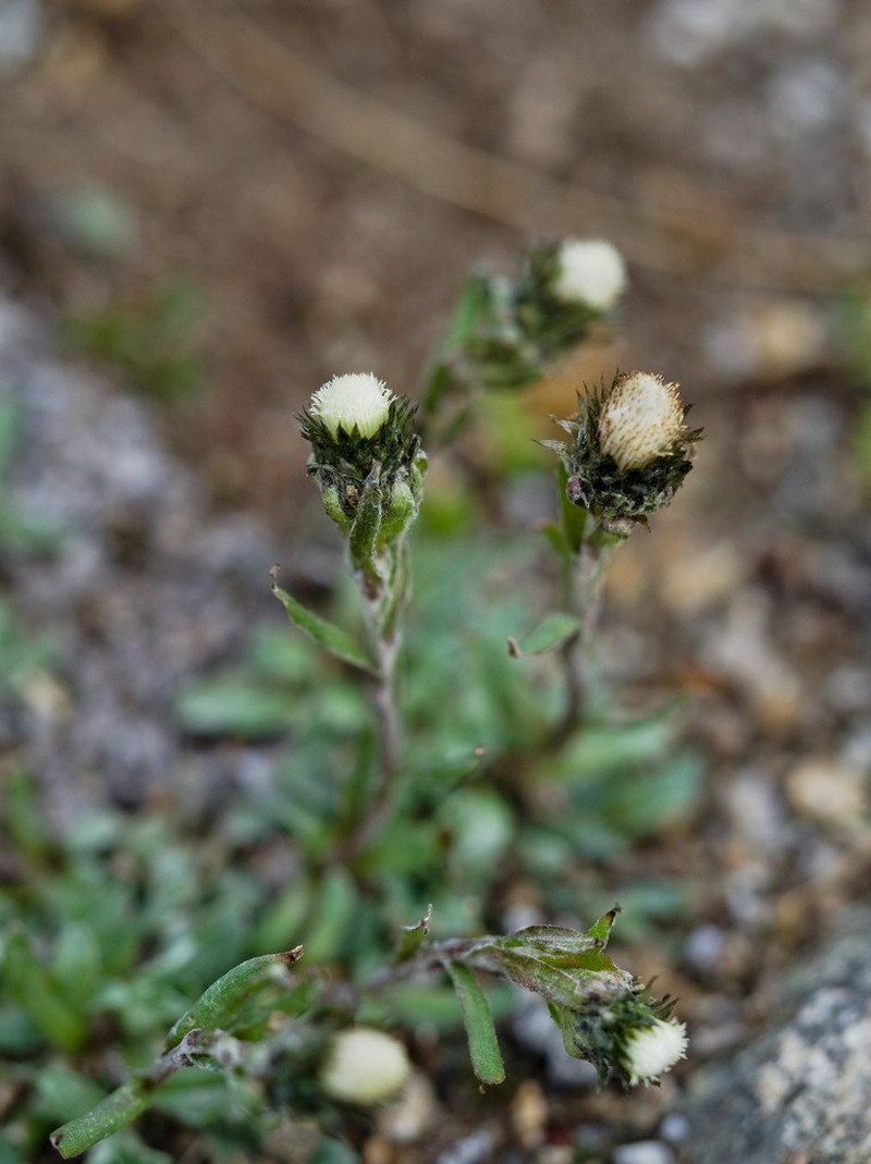 Pygmy Pussytoes photo 6