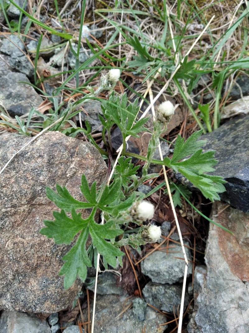Antennaria monocephala subsp. angustata