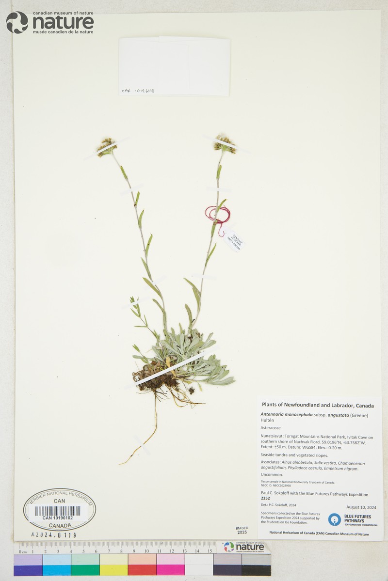 Antennaria monocephala subsp. angustata photo 2