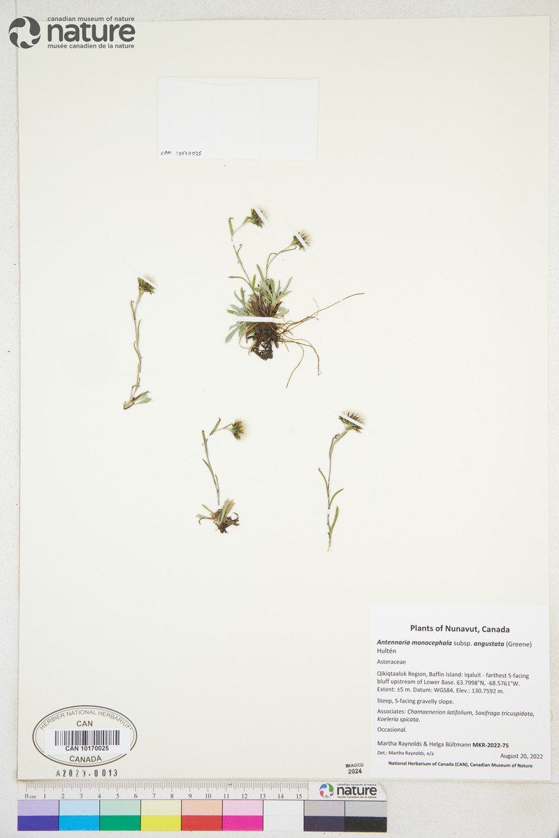 Antennaria monocephala subsp. angustata photo 3