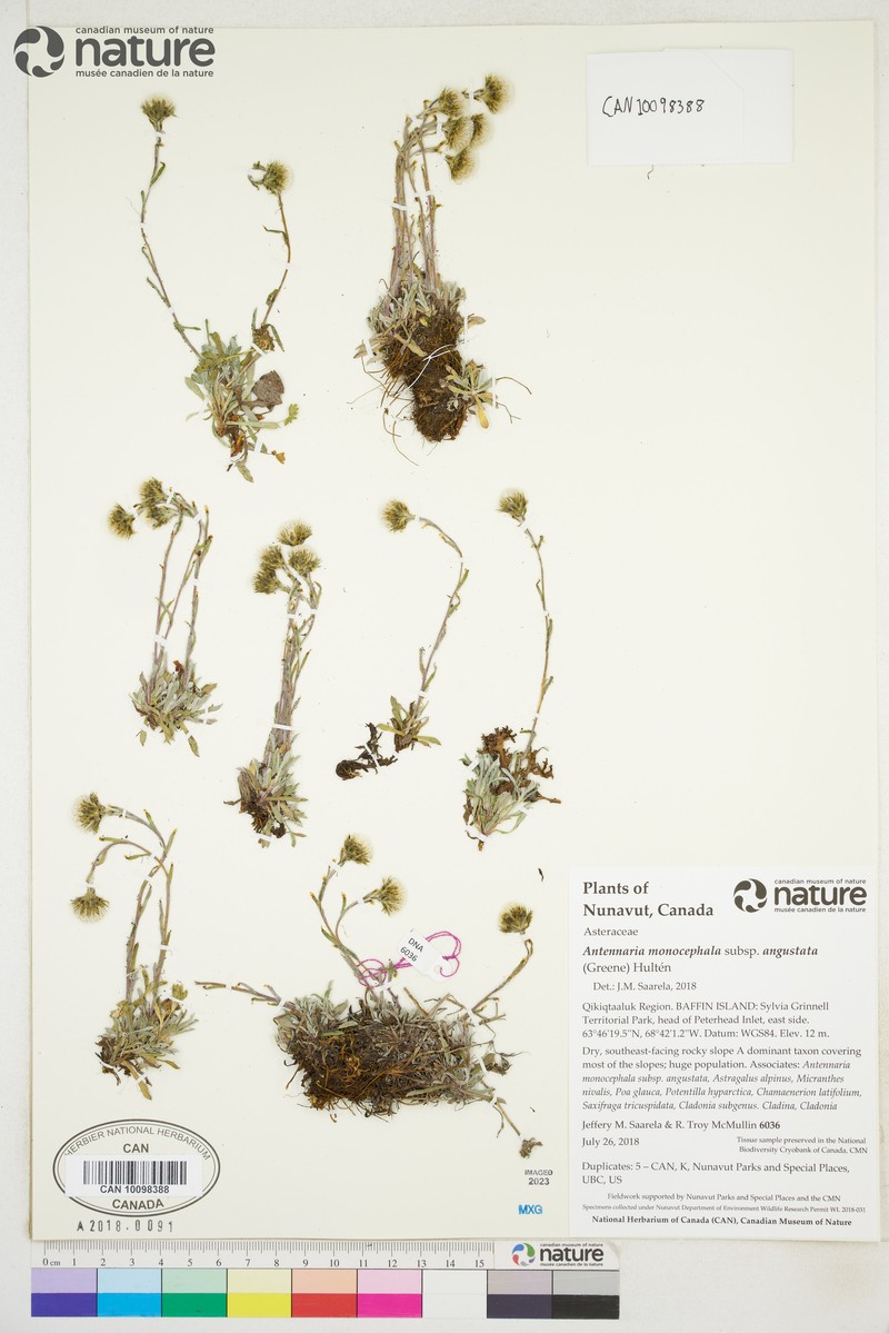 Antennaria monocephala subsp. angustata photo 4