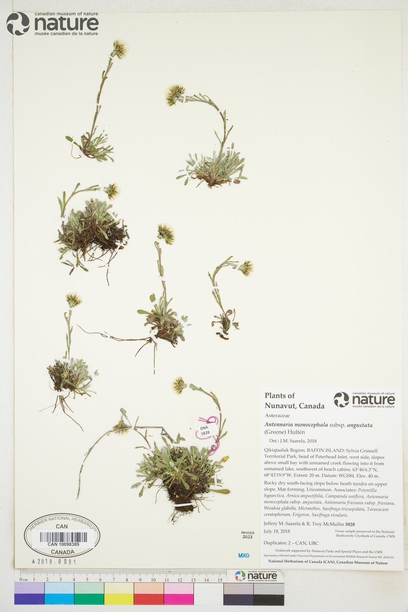 Antennaria monocephala subsp. angustata photo 5