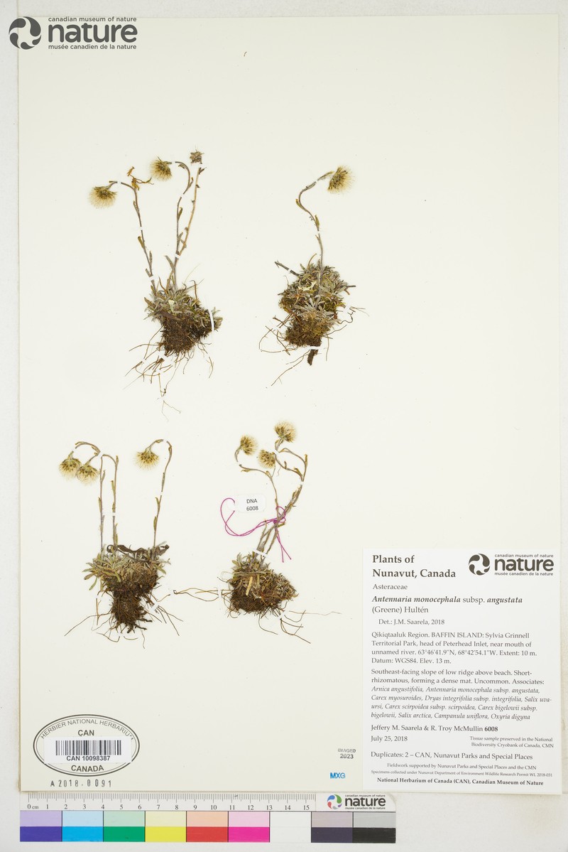 Antennaria monocephala subsp. angustata photo 6