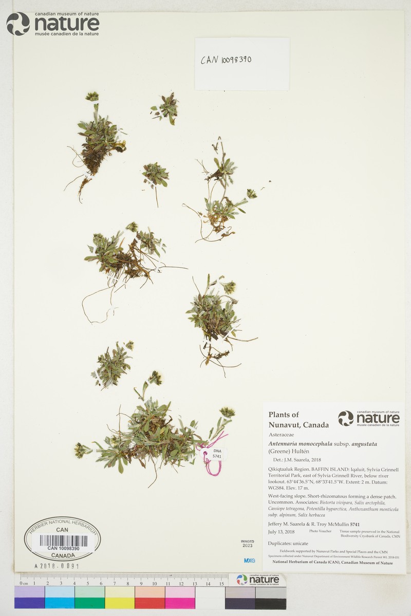 Antennaria monocephala subsp. angustata photo 7