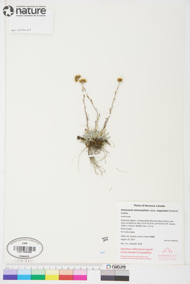 Antennaria monocephala subsp. angustata photo 8