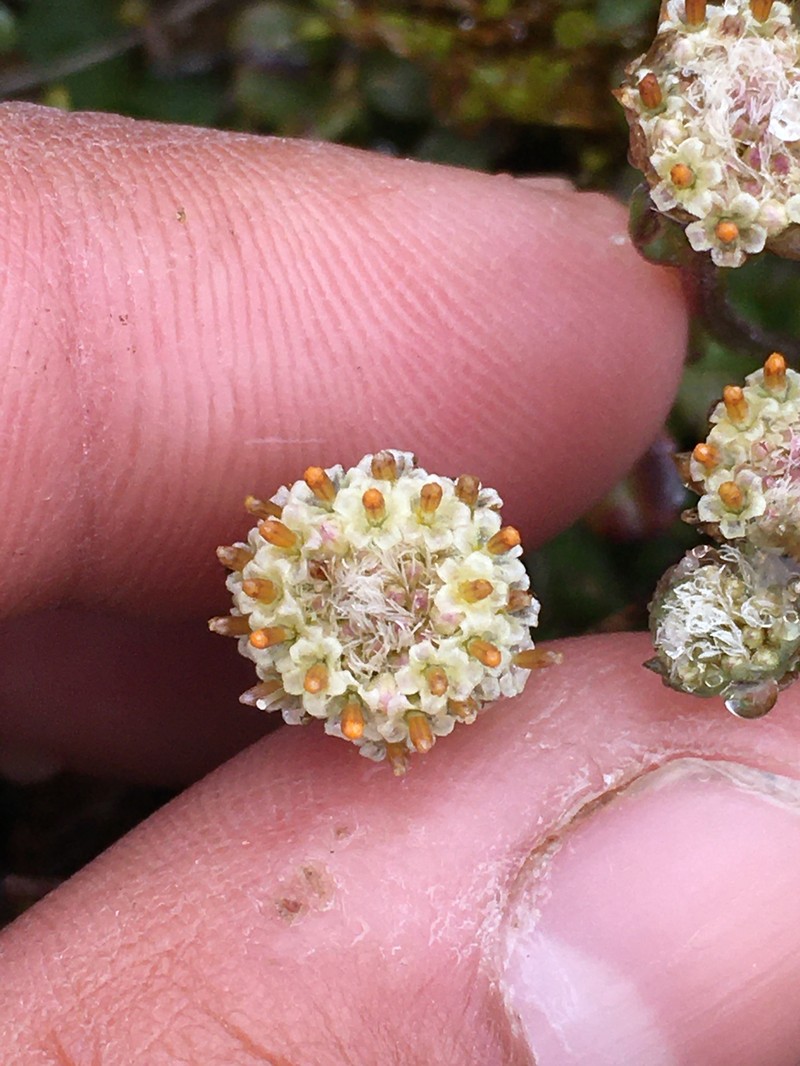 Antennaria monocephala subsp. monocephala