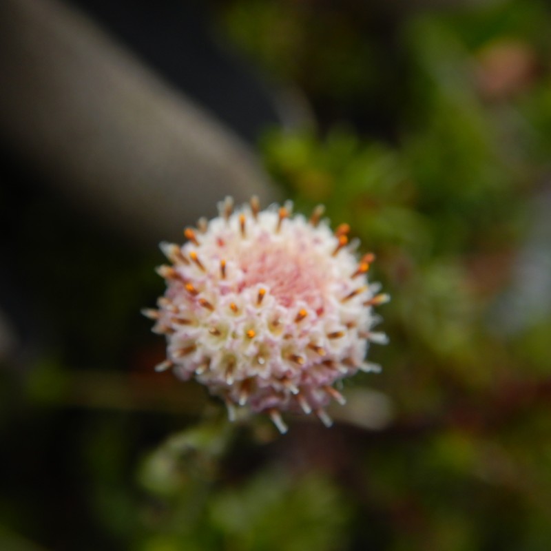 Antennaria monocephala subsp. monocephala photo 2