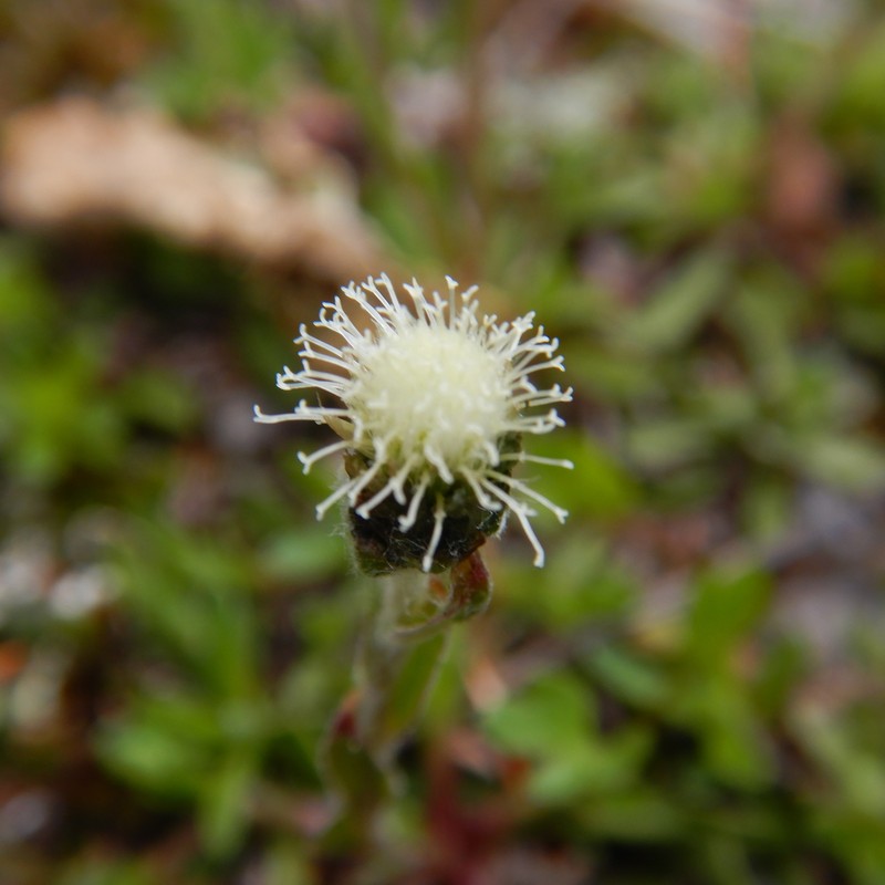 Antennaria monocephala subsp. monocephala photo 3