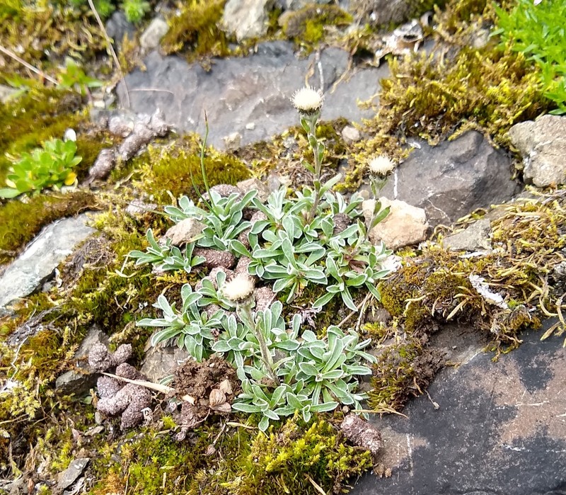 Antennaria monocephala subsp. monocephala photo 4