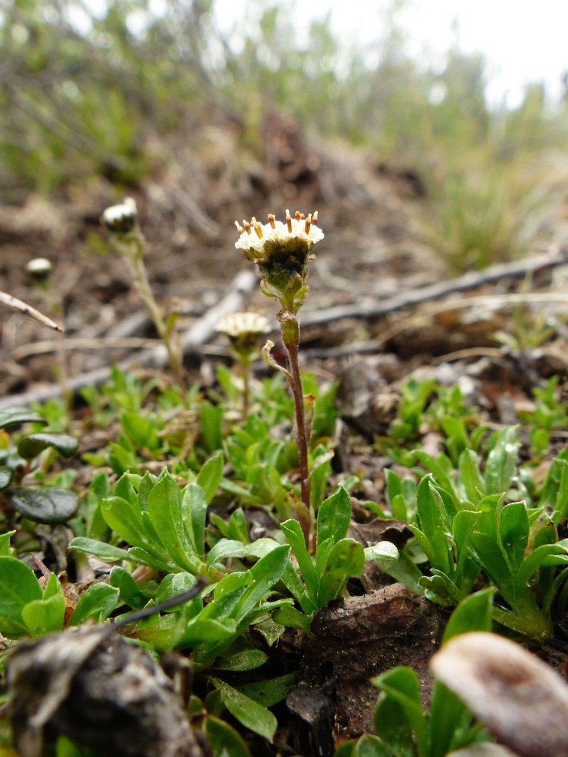 Antennaria monocephala subsp. monocephala photo 5