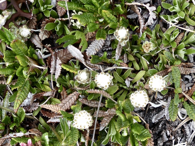 Antennaria monocephala subsp. monocephala photo 6