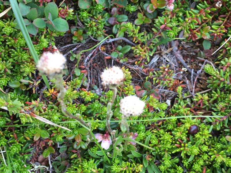 Antennaria monocephala subsp. monocephala photo 8