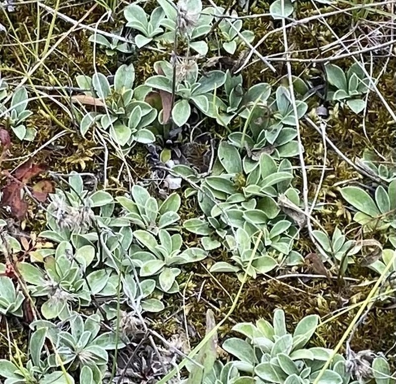 Field Pussytoes photo 2