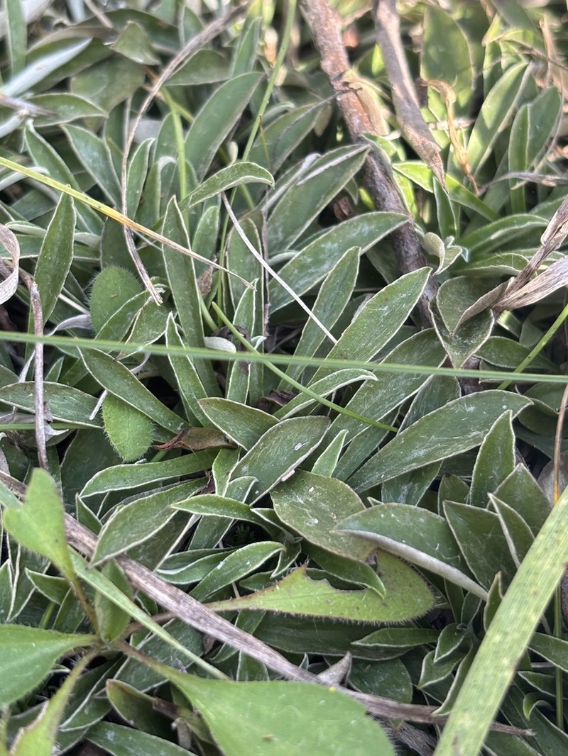 Field Pussytoes photo 3