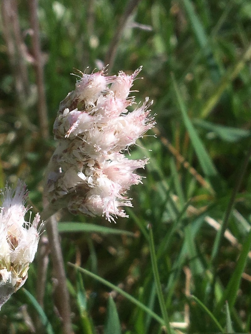 Field Pussytoes photo 4