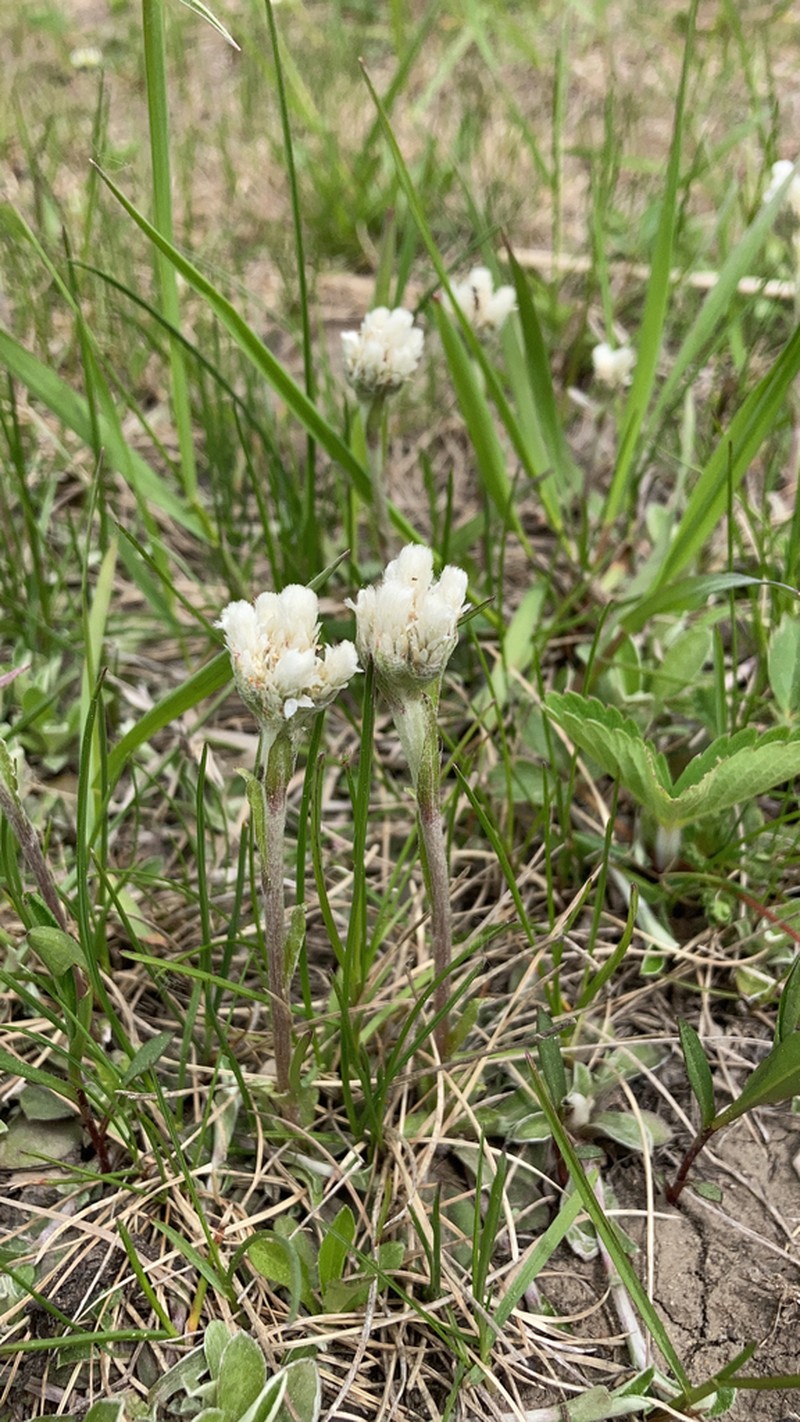 Field Pussytoes photo 5