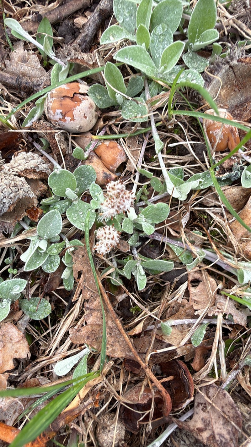 Field Pussytoes photo 6