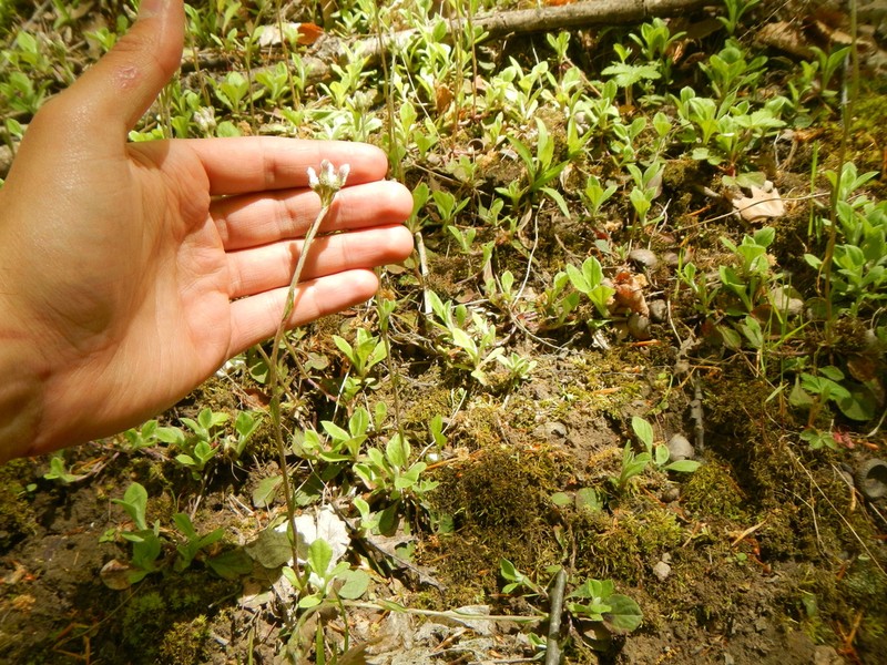 Parlin's Pussytoes photo 2