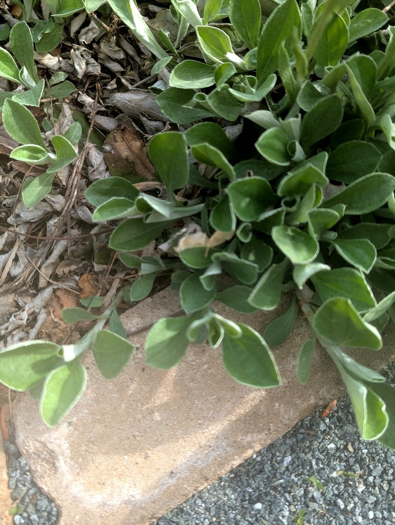 Antennaria parlinii subsp. fallax