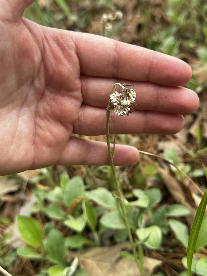 Antennaria parlinii subsp. fallax photo 2