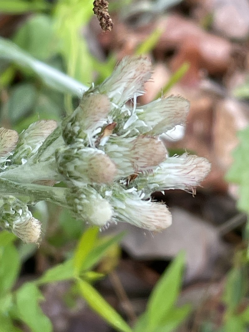 Antennaria parlinii subsp. fallax photo 3