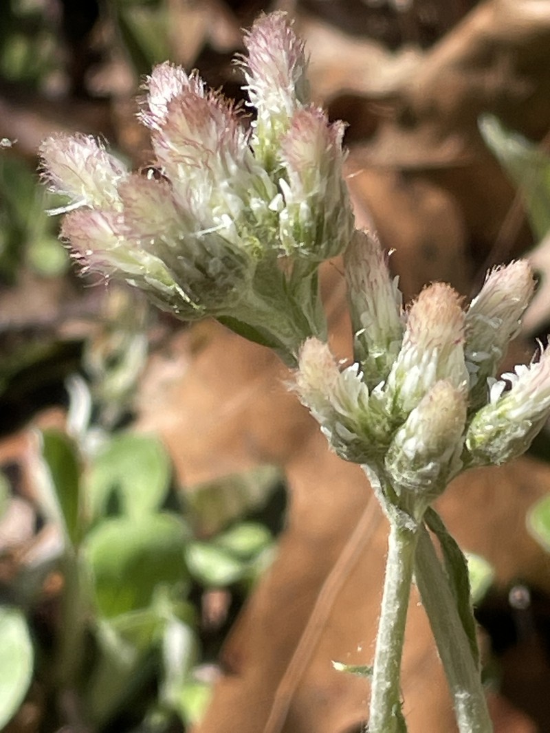 Antennaria parlinii subsp. fallax photo 4