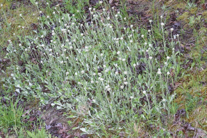 Antennaria parlinii subsp. fallax photo 5