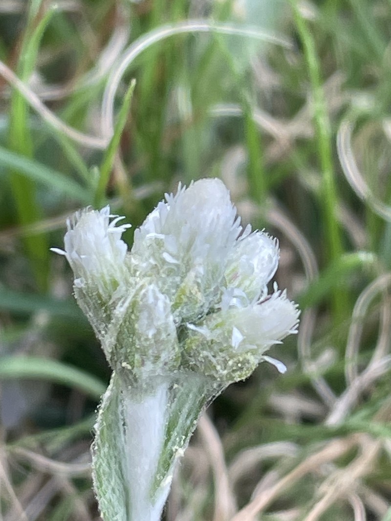Antennaria parlinii subsp. fallax photo 6