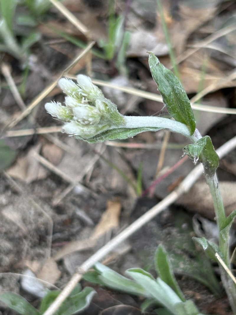 Antennaria parlinii subsp. fallax photo 7