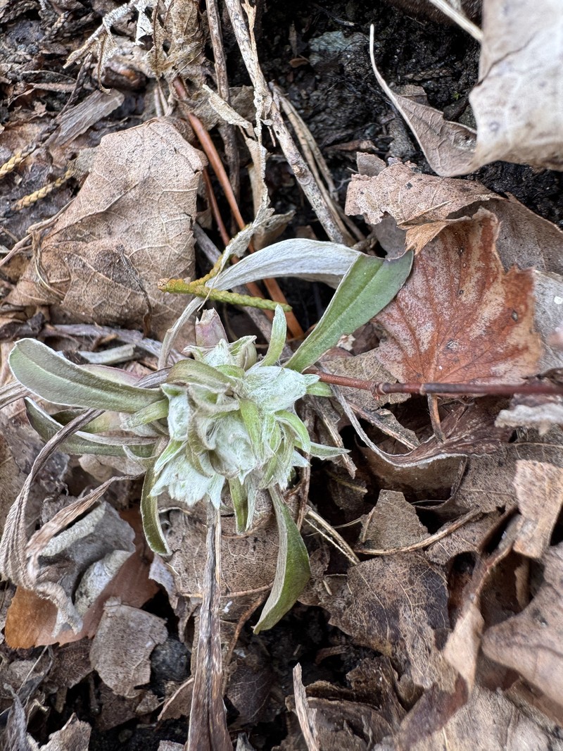 Antennaria parlinii subsp. parlinii