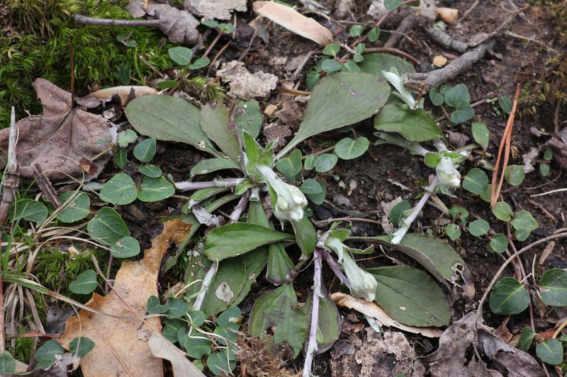 Antennaria parlinii subsp. parlinii photo 2
