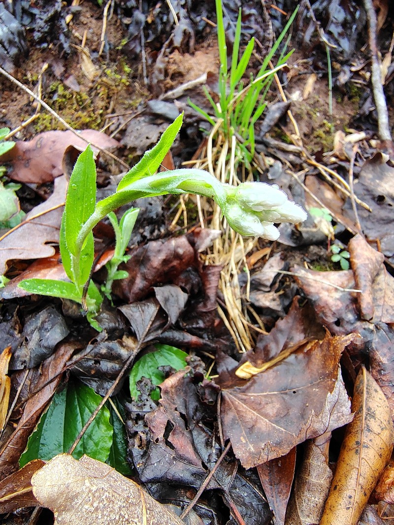 Antennaria parlinii subsp. parlinii photo 3
