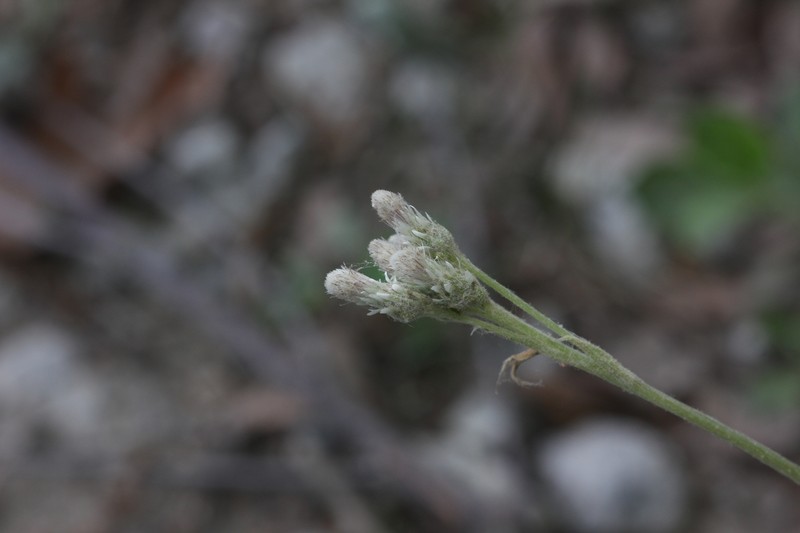 Antennaria parlinii subsp. parlinii photo 4