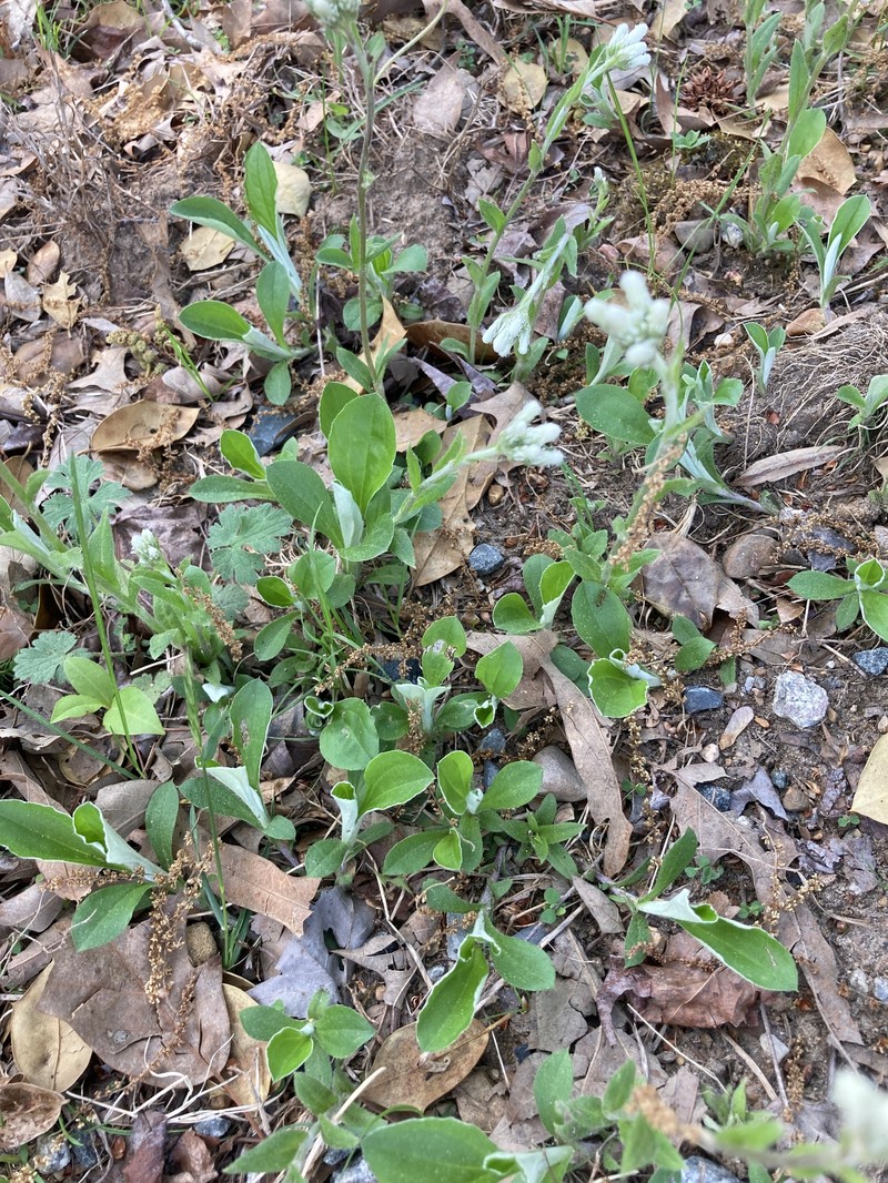 Antennaria parlinii subsp. parlinii photo 5